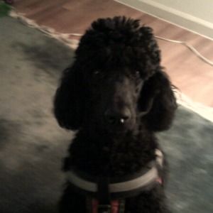 Meet your Posher, Linda